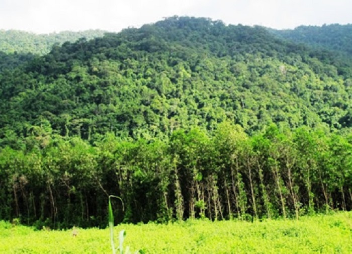 Bảo vệ và phát triển rừng, nhất là rừng nguyên sinh tự nhiên vừa là nhiệm vụ cấp bách. Ảnh: Internet