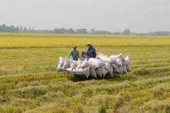 Kiên Giang: Nông dân vẫn xuống giống sớm vụ Hè Thu trong tình hình khô hạn