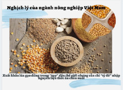 Nghịch lý của ngành nông nghiệp Việt Nam: Xuất khẩu lúa gạo đứng trong “top” đầu thế giới nhưng vẫn chi “tỷ đô” nhập nguyên liệu thức ăn chăn nuôi