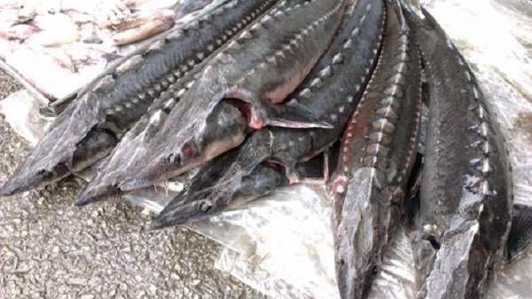 Giá cá tầm Trung Quốc bán lẻ chỉ bằng một nửa so với cá tầm trong nước