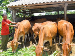 Hà Tĩnh: Cục Chăn nuôi sẽ đề nghị cấp thêm hoá chất khử trùng trong chăn nuôi
