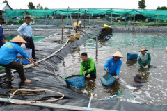 Kiên Giang: Nuôi tôm nước lợ theo hướng sản xuất an toàn, hiệu quả