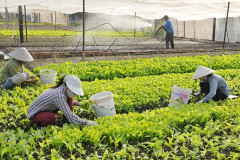 Hà Nội chốt chủ trương 3 phương án tăng trưởng ngành nông nghiệp