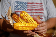 Giá ngô và đậu nành cao, nông dân Mỹ tranh thủ gieo trồng