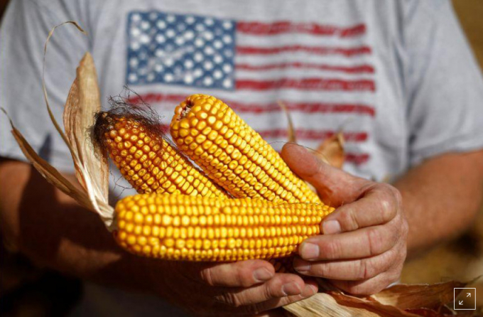 Thăm dò của Reuters cho thấy nông dân Mỹ dự định gieo hạt 37,72 triệu ha ngô.