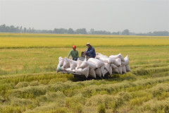 Huyện Tân Hiệp (Kiên Giang) hướng tới nông nghiệp sạch