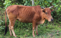 Hà Tĩnh: Phát hiện xe tải chở bò mắc bệnh viêm da nổi cục đi tiêu thụ