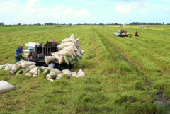 Kiên Giang: Tập trung sản xuất vụ lúa Hè Thu an toàn, hiệu quả