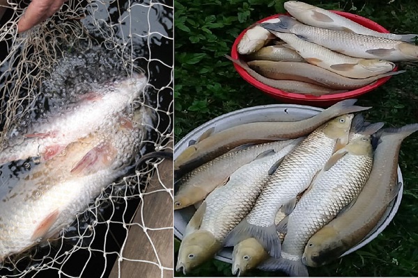 Cá chết hàng loạt trên dòng sông Mã đoạn qua huyện Bá Thước trong thời gian vừa qua là do các cơ sở chế biến lâm sản xả chất thải ô nhiễm ra dòng sông