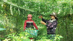 Huyện Tuyên Hóa (Quảng Bình): Mô hình trồng mướp đắng cho thu nhập cao
