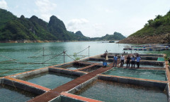 Hòa Bình: Phát triển kinh tế vùng hồ gắn với du lịch cộng đồng và nuôi trồng thủy sản