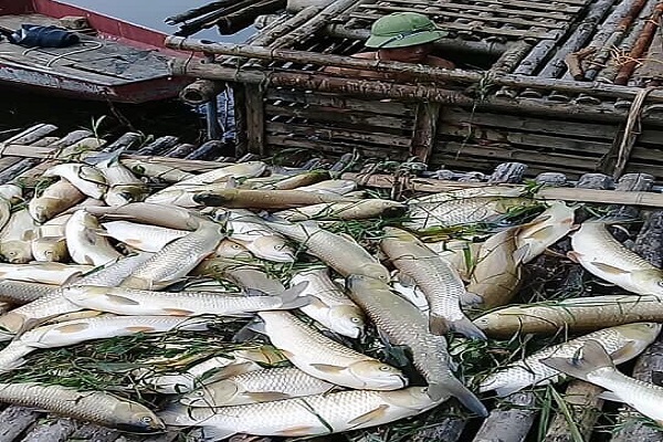Cá lồng được nuôi trên sông Mã của người dân thị trấn Cành Nàng, huyện Bá Thước chết bất thường