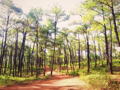 Quảng Bình tiếp tục đứng thứ 2 cả nước về tỷ lệ  che phủ rừng