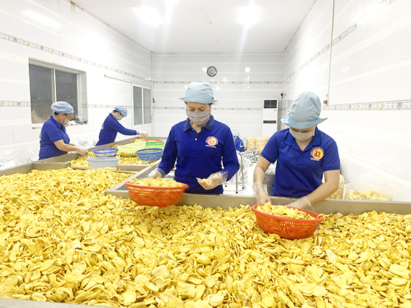 Chế biến mít sấy tại một công ty chế biến nông sản tại huyện Định Quán, tỉnh Đồng Nai.