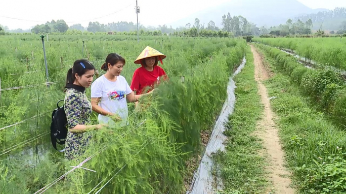 Thành viện HTX nông nghiệp hữu cơ xã Chương Xá, Huyện Cẩm Khê (Phú Thọ)