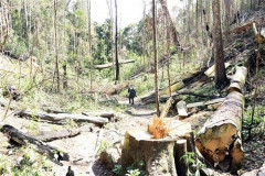 128 dự án phải bồi thường thiệt hại do để mất 1.959ha rừng tại Lâm Đồng