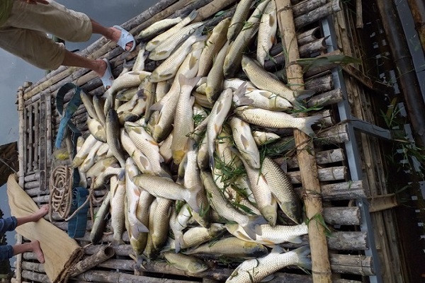 Khi hàng tấn cá chết trên sông mã đã tố cáo những kẻ bất chấp môi trường sống để trục lợi
