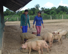 Nguồn vốn vay ưu đãi từ  NHCSXH giúp nông dân Hà Tĩnh có vốn làm kinh tế trang trại