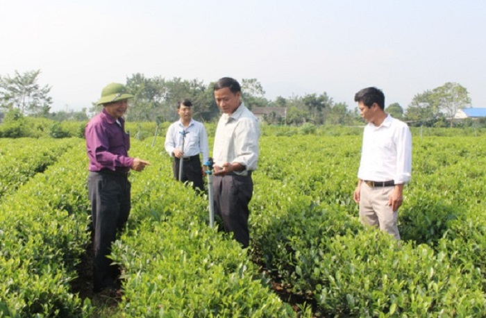 Từ nguồn Quỹ HTND, hội viên nông dân trồng chè ở huyện Đồng Hỷ đã mạnh dạn đầu tư trồng chè. Ảnh: Internet