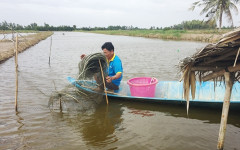 Hơn 1.800 ha tôm nuôi ở Kiên Giang bị thiệt hại do thời tiết thất thường