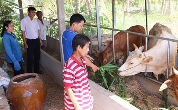 Tận dụng nguồn trợ lực từ NHCSXH, nhiều nông hộ có điều kiện vươn lên, nâng cao thu nhập