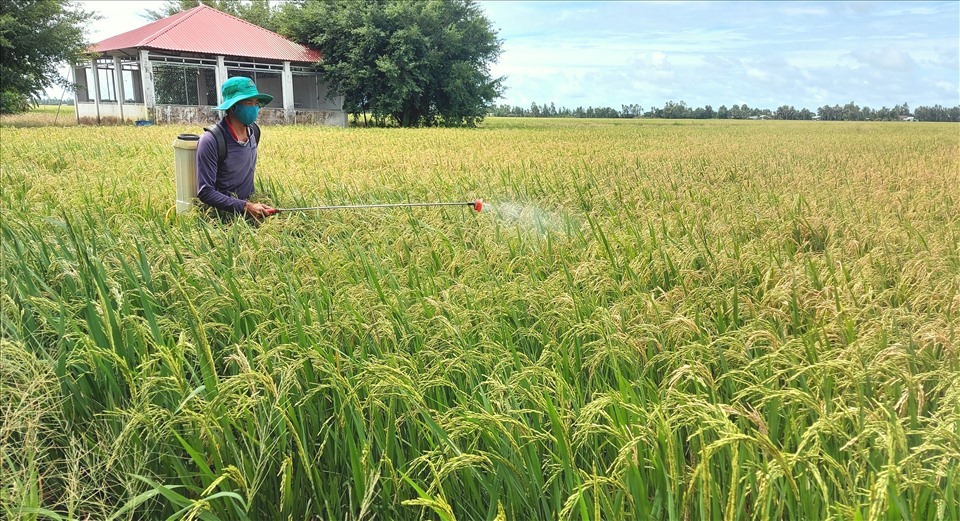 Nông dân phun xịt thuốc trừ đạo ôn cổ bông hy vọng cứu vớt được phần nào diện tích lúa còn lại