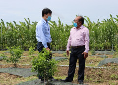 Huyện Lai Vung- Đồng Tháp phát triển nông sản xuất khẩu: "Quýt hồng"