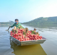 Mùa thu hoạch vải chính vụ ở tâm dịch Bắc Giang