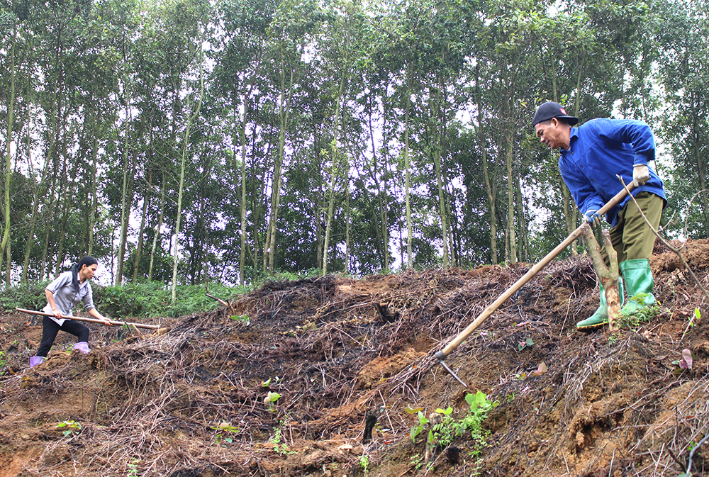 Nông dân xã Phú Hộ, thị xã Phú Thọ trồng rừng đảm bảo kịp khung thời vụ