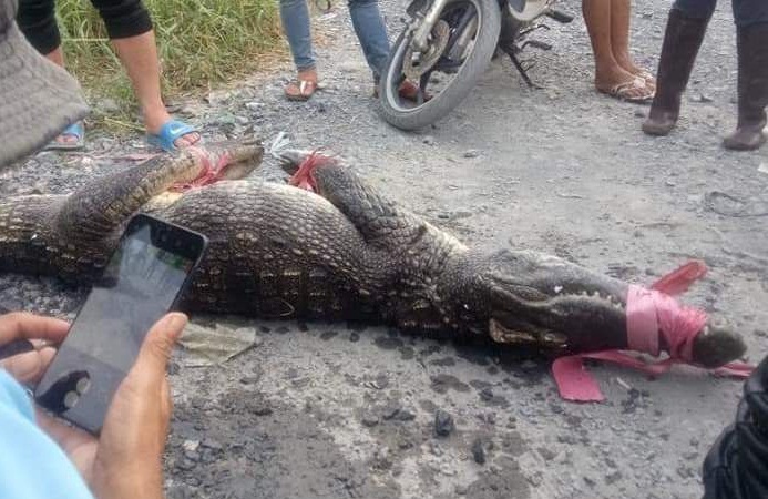 Người dân vùng ven TP.HCM phát hiện nhiều cá sấu lớn ngoài tự nhiên