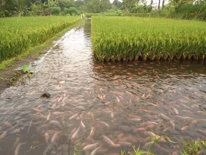 Việc nuôi cá và lúa mang lại hiệu quả kép do cá và lúa có quan hệ cộng sinh. Ảnh: Internet