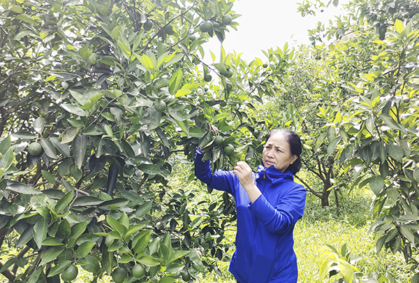 Nhờ vốn chính sách, gia đình bà Phạm Thị Hải ở xóm Nam Thái, xã Nam Phong đầu tư trồng cam, đem lại hiệu quả kinh tế cao