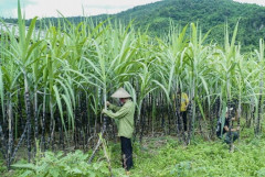 Áp dụng biện pháp chống bán phá giá và chống trợ cấp chính thức đối với một số sản phẩm đường mía có xuất xứ Thái Lan