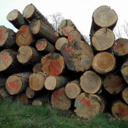 Bộ Công an thông báo tìm chủ của lô hàng trên 50 m3 gỗ giáng hương