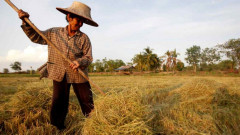 Thái Lan phấn đấu giành lại vị trí xuất khẩu gạo lớn nhất thế giới