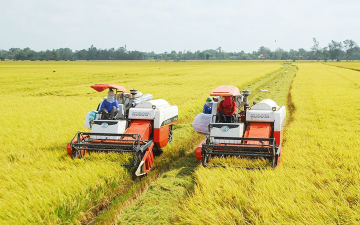 Bộ Nông nghiệp Mỹ hạ dự báo xuất khẩu gạo của Việt Nam