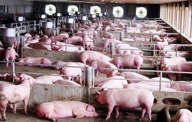 Nghệ An chấp thuận chủ trương đầu tư 2 dự án trang trại nuôi lợn trị giá 1.240 tỷ đồng của Công ty CP Nông nghiệp BAF Việt Nam