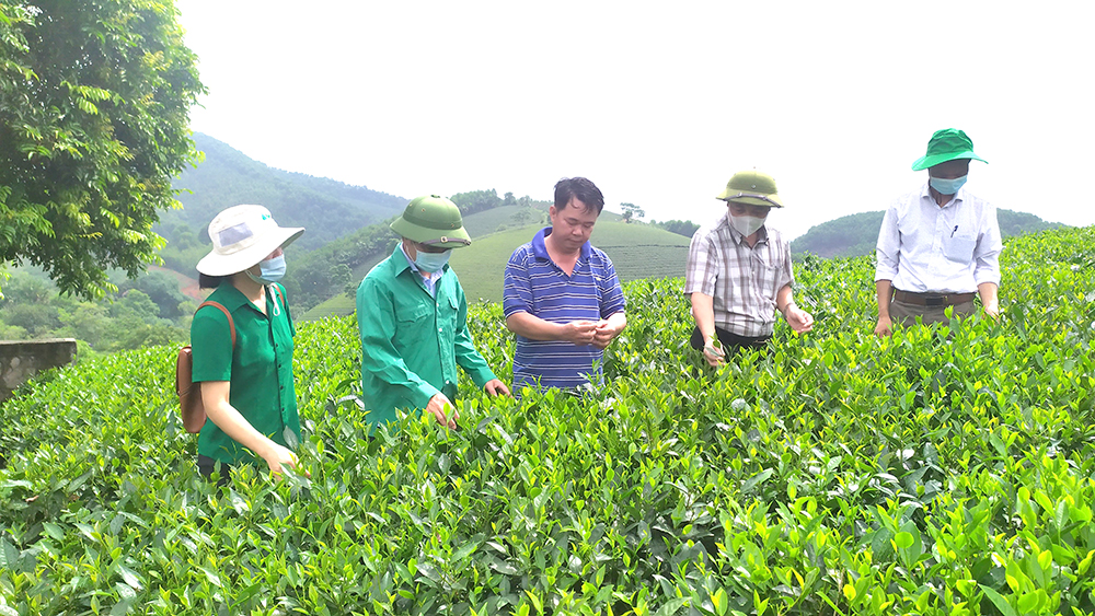 Lãnh đạo Chi cục trồng trọt kiểm tra chất lượng chè của HTX Hoàng Văn, xã Văn Luông, huyện Tân Sơn