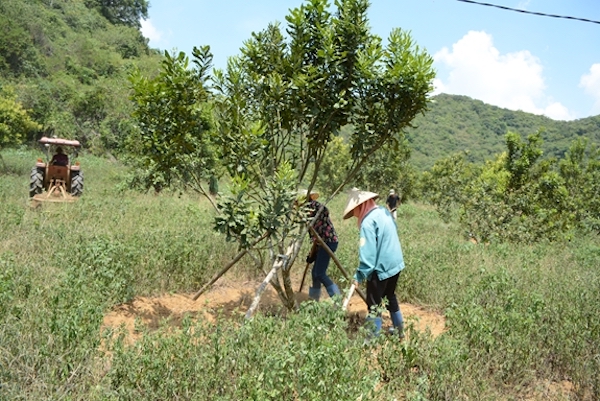 Người dân huyện Thạch Thành đang chăm sóc cây Macca