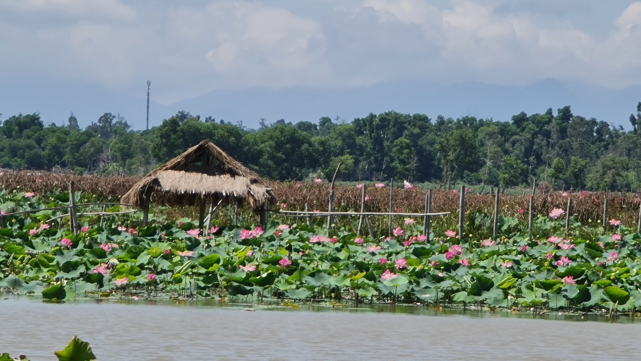 Mùa hè về, sen được người dân trồng ven sông Đầm, TP Tam Kỳ nở rộ màu hồng trên mặt nước, thu hút nhiều người đến tham quan chụp ảnh.