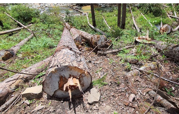 Trên địa bàn Lâm Đồng liên tiếp xảy ra những vụ phá rừng trái phép để lấy gỗ và chiếm đất sản xuất