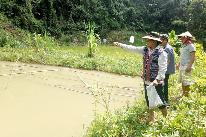 Nhờ nguồn vốn vay NHCSXH, nhiều hộ dân ở huyện miền núi Tây Giang (Quảng Nam) xây dựng thành công mô hình nông nghiệp khép kín từ trồng trọt, chăn nuôi tập trung