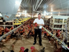 Hiệu quả kinh tế cao từ việc mạnh dạn chuyển đổi công nghệ chăn nuôi ở trại gà huyện Phú Giáo