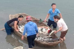 Thanh Hóa: Cá lồng trên sông Lạch Bạng chết bất thường.