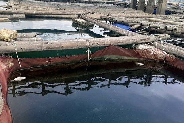 Nước ở khu vực nuôi cá lồng thuộc  phường Xuân Lâm nước chuyển mầu đen kịt gây cho cá chết hàng loạt.