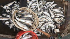 Thanh Hóa: Gần 45 tấn cá lồng trên sông Lạch Bạng chết vẫn đợi kết luận cuối cùng