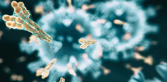 Hình ảnh mô phỏng kháng thể đang bao vây và tấn công một tác nhân gây bệnh - Ảnh: the-scientist.com