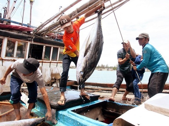 Ngư dân chuyển cá ngừ đánh bắt được từ tàu lên cảng cá