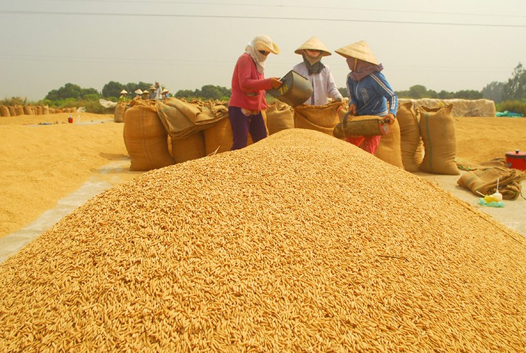Kiên Giang liên kết với các tỉnh tháo gỡ khó khăn trong tiêu thụ lúa