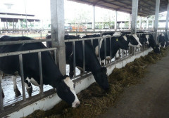 Xử phạt Công ty cổ phần Sữa Đà Lạt vì hàng loạt vi phạm bảo vệ môi trường